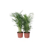 Kamerpalmenset - Set van 2 - Chamaedorea, Dypsis - Hoogte 50-70cm - ⌀17cm
