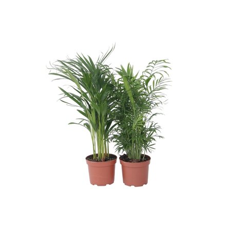 Kamerpalmenset - Set van 2 - Chamaedorea, Dypsis - Hoogte 50-70cm - ⌀17cm
