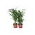 Kamerpalmenset - Set van 2 - Chamaedorea, Dypsis - Hoogte 50-70cm - ⌀17cm