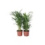 Kamerpalmenset - Set van 2 - Chamaedorea, Dypsis - Hoogte 50-70cm - ⌀17cm