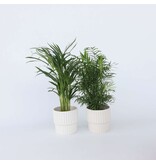 Kamerpalmenset - Set van 2 - Chamaedorea, Dypsis - Hoogte 50-70cm - ⌀17cm