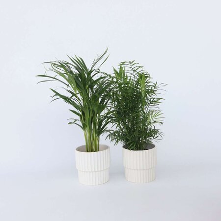 Kamerpalmenset - Set van 2 - Chamaedorea, Dypsis - Hoogte 50-70cm - ⌀17cm
