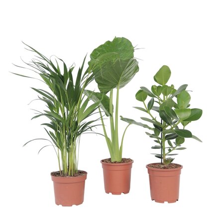 Tropische Mix - Set van 3 - Dypsis Clusia Alocasia - Hoogte 50-70cm - ⌀17cm