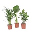 Tropische Mix - Set van 3 - Dypsis Clusia Alocasia - Hoogte 50-70cm - ⌀17cm