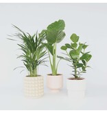 Tropische Mix - Set van 3 - Dypsis Clusia Alocasia - Hoogte 50-70cm - ⌀17cm
