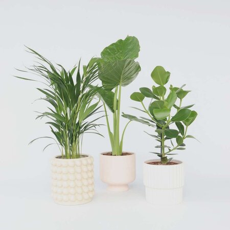 Tropische Mix - Set van 3 - Dypsis Clusia Alocasia - Hoogte 50-70cm - ⌀17cm