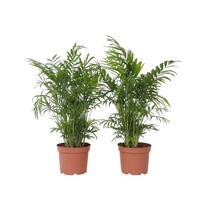 Dwergpalm - Set van 2 - Chamaedorea elegans - Hoogte 50-60cm - ⌀17cm