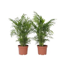 Dwergpalm - Set van 2 - Chamaedorea elegans - Hoogte 50-60cm - ⌀17cm