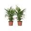 Dwergpalm - Set van 2 - Chamaedorea elegans - Hoogte 50-60cm - ⌀17cm