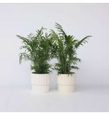 Dwergpalm - Set van 2 - Chamaedorea elegans - Hoogte 50-60cm - ⌀17cm