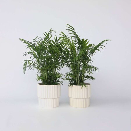 Dwergpalm - Set van 2 - Chamaedorea elegans - Hoogte 50-60cm - ⌀17cm