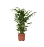 Dwergpalm - Chamaedorea elegans - Hoogte 50-60cm - ⌀17cm