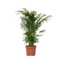 Dwergpalm - Chamaedorea elegans - Hoogte 50-60cm - ⌀17cm