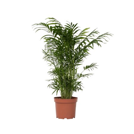 Dwergpalm - Chamaedorea elegans - Hoogte 50-60cm - ⌀17cm