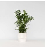 Dwergpalm - Chamaedorea elegans - Hoogte 50-60cm - ⌀17cm