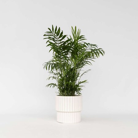 Dwergpalm - Chamaedorea elegans - Hoogte 50-60cm - ⌀17cm