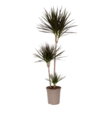 Drakenbloedboom - Dracaena marginata - Hoogte 110-130cm - ⌀24cm