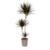 Drakenbloedboom - Dracaena marginata - Hoogte 110-130cm - ⌀24cm