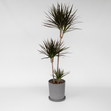 Drakenbloedboom - Dracaena marginata - Hoogte 110-130cm - ⌀24cm