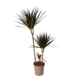 Drakenbloedboom - Dracaena marginata 'Magenta' - Hoogte 110-130cm - ⌀24cm