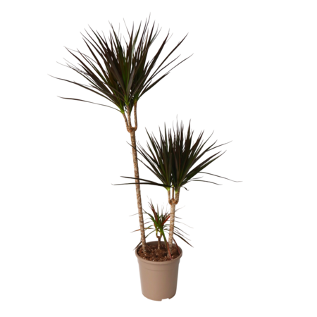 Drakenbloedboom - Dracaena marginata 'Magenta' - Hoogte 110-130cm - ⌀24cm