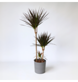 Drakenbloedboom - Dracaena marginata 'Magenta' - Hoogte 110-130cm - ⌀24cm