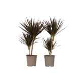 Drakenbloedboom - Set van 2 - Dracaena 'Magenta' - Hoogte 70-80cm - ⌀17cm