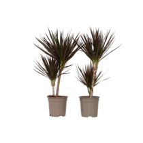 Drakenbloedboom - Set van 2 - Dracaena 'Magenta' - Hoogte 70-80cm - ⌀17cm