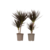 Drakenbloedboom - Set van 2 - Dracaena 'Magenta' - Hoogte 70-80cm - ⌀17cm