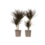 Drakenbloedboom - Set van 2 - Dracaena 'Magenta' - Hoogte 70-80cm - ⌀17cm