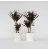 Drakenbloedboom - Set van 2 - Dracaena 'Magenta' - Hoogte 70-80cm - ⌀17cm