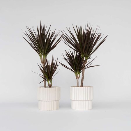 Drakenbloedboom - Set van 2 - Dracaena 'Magenta' - Hoogte 70-80cm - ⌀17cm