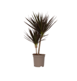 Drakenbloedboom - Dracaena marginata 'Magenta' - Hoogte 70-80cm - ⌀17cm