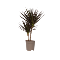 Drakenbloedboom - Dracaena marginata 'Magenta' - Hoogte 70-80cm - ⌀17cm