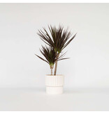 Drakenbloedboom - Dracaena marginata 'Magenta' - Hoogte 70-80cm - ⌀17cm