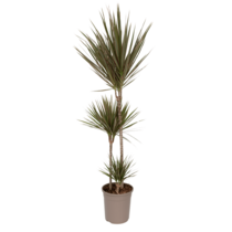 Drakenbloedboom - Dracaena marginata 'Bicolor' - Hoogte 110-130cm - ⌀24cm