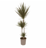 Drakenbloedboom - Dracaena marginata 'Bicolor' - Hoogte 110-130cm - ⌀24cm