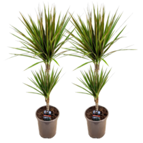 Drakenbloedboom - Set van 2 - Dracaena 'Bicolor' - Hoogte 70-80cm - ⌀17cm