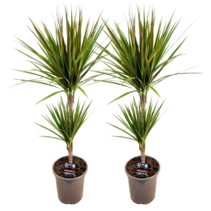 Drakenbloedboom - Set van 2 - Dracaena 'Bicolor' - Hoogte 70-80cm - ⌀17cm