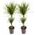 Drakenbloedboom - Set van 2 - Dracaena 'Bicolor' - Hoogte 70-80cm - ⌀17cm