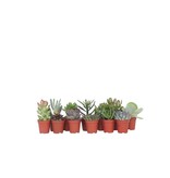 Mini-vetplanten - Set van 12 - Succulent Mix - Hoogte 5-10cm - ⌀5,5cm