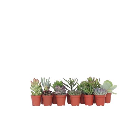Mini-vetplanten - Set van 12 - Succulent Mix - Hoogte 5-10cm - ⌀5,5cm