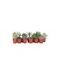 Mini-vetplanten - Set van 12 - Succulent Mix - Hoogte 5-10cm - ⌀5,5cm