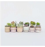 Mini-vetplanten - Set van 12 - Succulent Mix - Hoogte 5-10cm - ⌀5,5cm