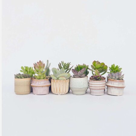 Mini-vetplanten - Set van 12 - Succulent Mix - Hoogte 5-10cm - ⌀5,5cm