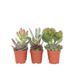 Mini-vetplanten - Set van 6 - Succulent Mix - Hoogte 5-10cm - ⌀5,5cm