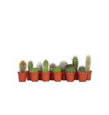 Mix cactus - Set van 12 - Cactus - Hoogte 5-10cm - ⌀5,5cm