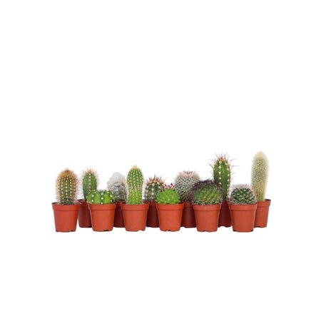 Mix cactus - Set van 12 - Cactus - Hoogte 5-10cm - ⌀5,5cm