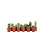 Mix cactus - Set van 12 - Cactus - Hoogte 5-10cm - ⌀5,5cm