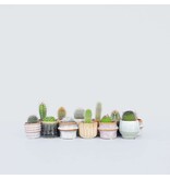 Mix cactus - Set van 12 - Cactus - Hoogte 5-10cm - ⌀5,5cm